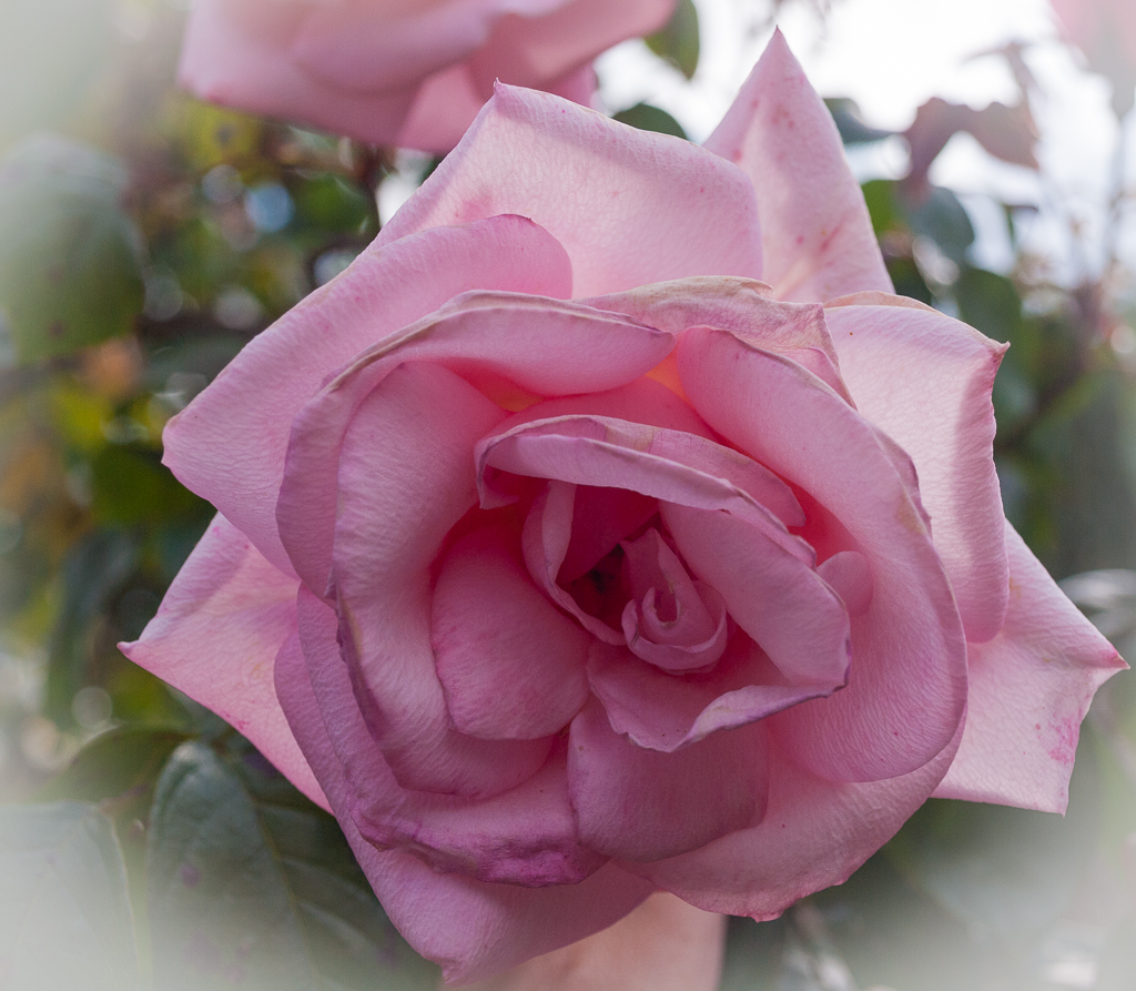 A single pink rose